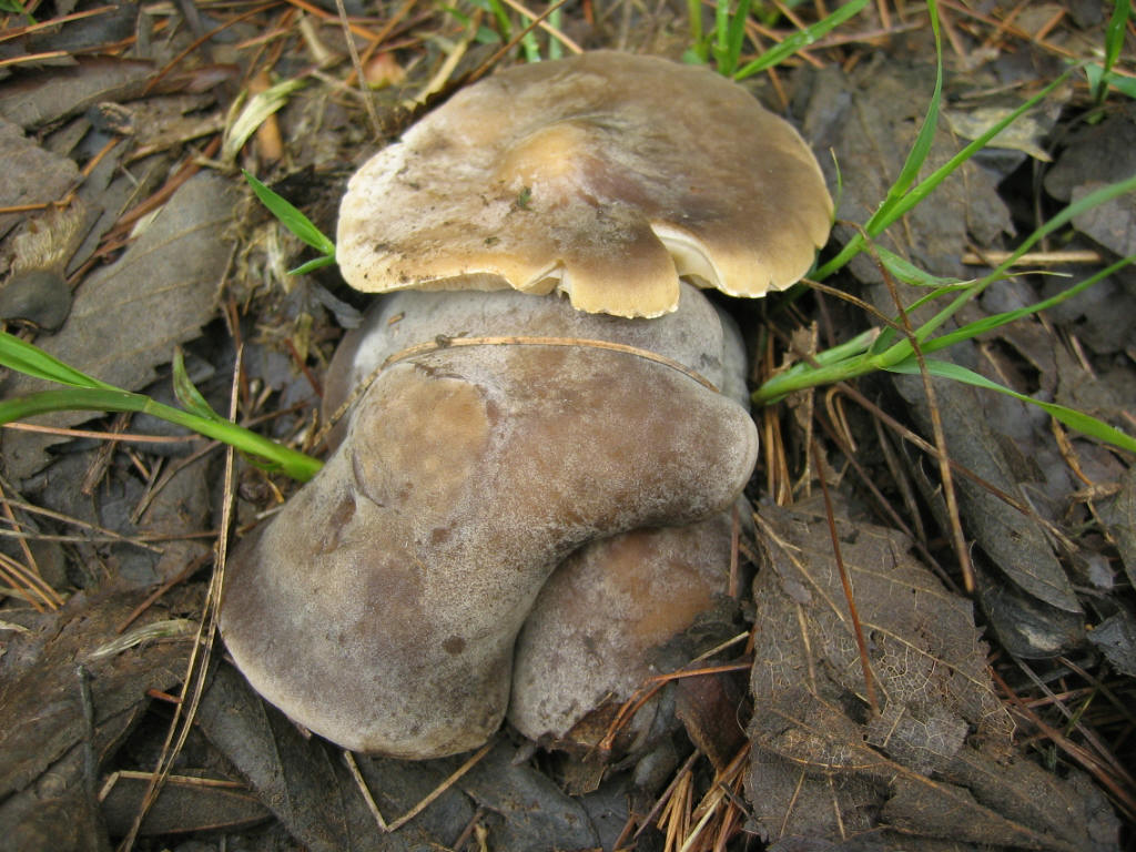 Melanoleuca humilis